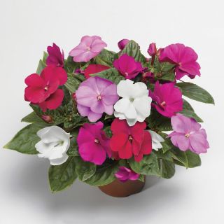 Florific Mix Impatiens Thumbnail